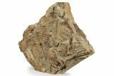 Sandstone With Hadrosaur Tooth, Tendons & Bones - Wyoming #240463-3